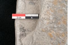 Foto (Detailansicht) von Cassia hyperborea Unger (NHMW-GEO-2024-0188-8050)
